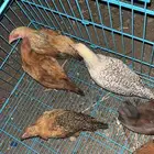 دجاج للبيع