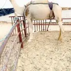 ناقة خلفة