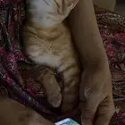 قطط للتبني