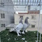 حمام تركي