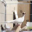 يمام ماسي فواتح