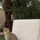 قطه سكوتش فولد بيور