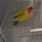زوج روز منتج