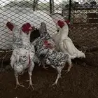 كوشامو