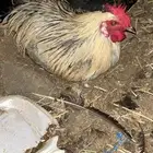 ديك بلدي