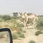 ناقتين اوارك بيض