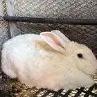 ارانب شانشيلا عملاق