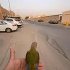 كنيور أليف