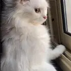 قطط مفقوده الاحساء