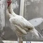 ديك سندي ابيض صك