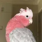 كوكاتو قالا اليف عمره سنه