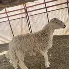 شاه