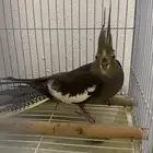 طير كوكاتيل مع القفص