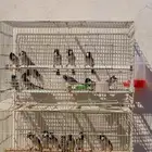 بلابل عراقيه بلبل عراقي