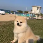 كلب لللبيع ب 4000الاف اخد التطعيمات كامله صحتوو ممتازه لعوب