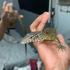 سحالي الورل النيلي