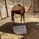 قعود