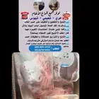 ذبايح