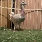 حمام هومر