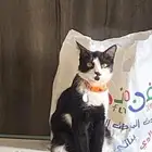 قطه توكسيدو لتبني