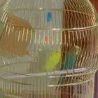 2طيور بادجي