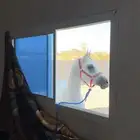 خيل شعبي
