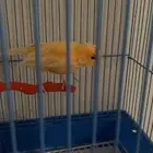 كناري