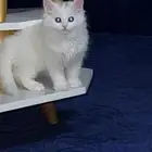 قط شيرازي