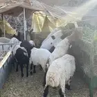 للبيع جذع ذبايح