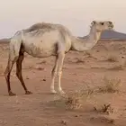 ناقه عشراء تحتها قعهود