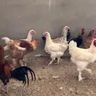 دجاج للبيع جميع الأنواع