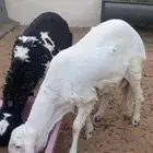 سواكن