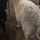 حايل بريه ذبح