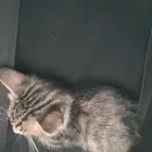 قط للتبني عاجل
