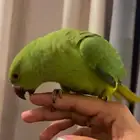 بغبغاء دورة هندي