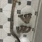 قطع غيار شاص 2000-2006