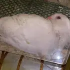 فرخ روز البينو
