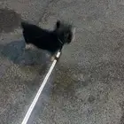 كلب للبيع نوعه يوركشاير ميكس لايجي الا الصامل