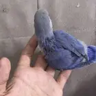 طيور للبيع