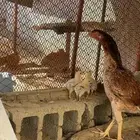 ديكه سنديه اول انتاج لها