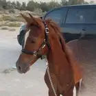 مهر للبيع مستعجل