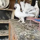 للبيع عشه كامله