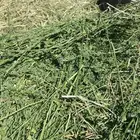 برسيم اعلاف صافي ومخلوط وتبن