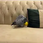 طير كاسكو مفقود