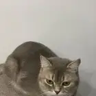 قطوه سكوتش للتزاوج