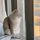 قطه شيرازيه للبيع