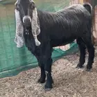 فحل عارضي صنف