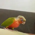 طير كنيور اليف