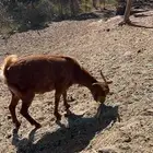 عنز دهما السن توها مطلعه السديس