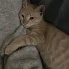 قطط للتبني - الدمام